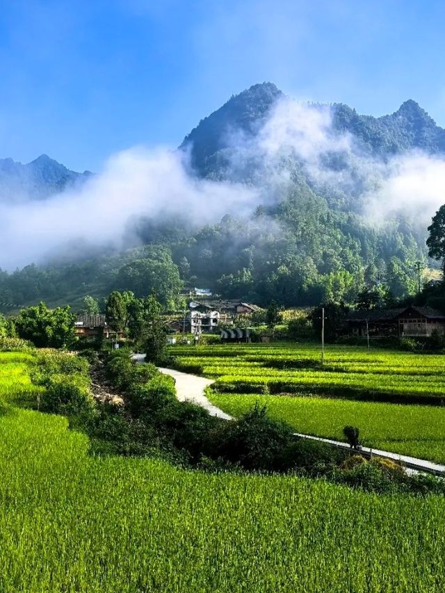 在重慶人間仙境滿眼盡是青翠——習水梧桐山山林裡的民宿。
