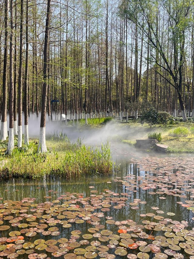 寧波日湖公園丨迷霧森林。