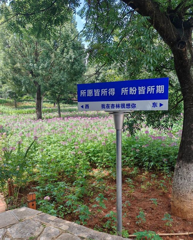 雲南昆明杏林大觀園丨體驗一次康養之旅。