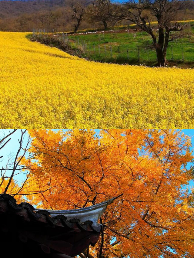 自駕黃柏塬，邂逅秦嶺最美秋景！。