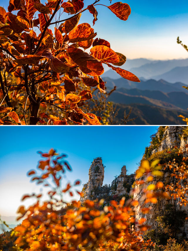 淄博的紅葉也出圈了 山野秘境的秋日畫卷。