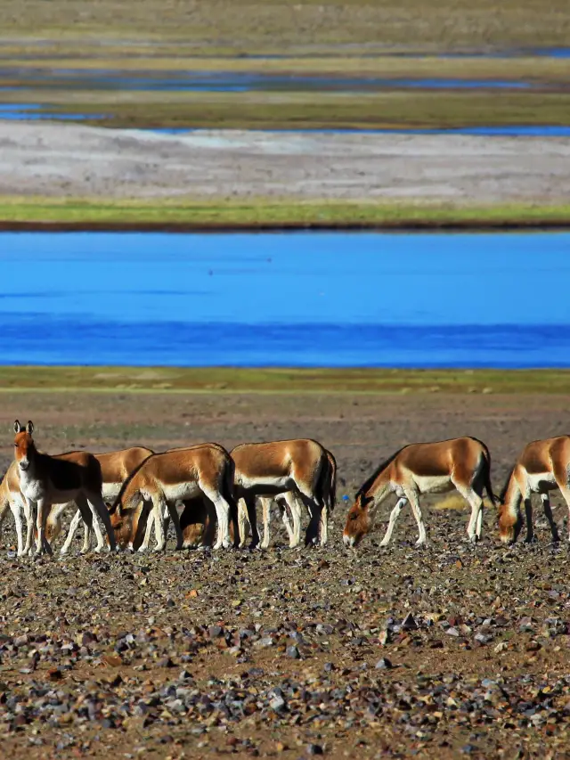 티베트-신장 가을 여행 - 평생 가봐야 할 아름다운 여행지 시리즈.