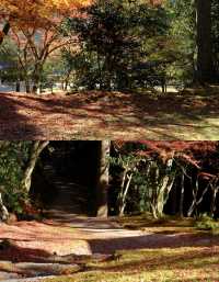 京都徒步｜關西紅葉 東海自然步道。