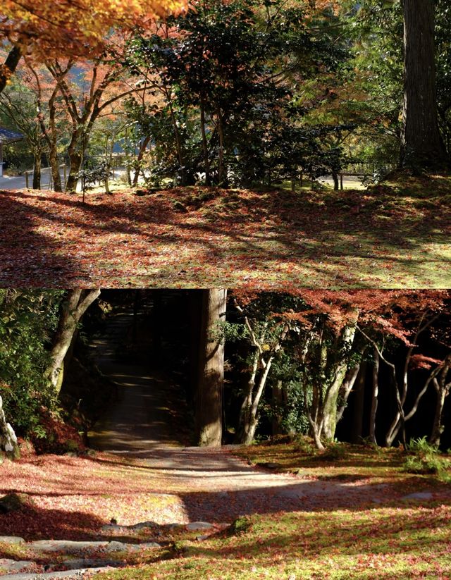 京都徒步｜關西紅葉 東海自然步道。