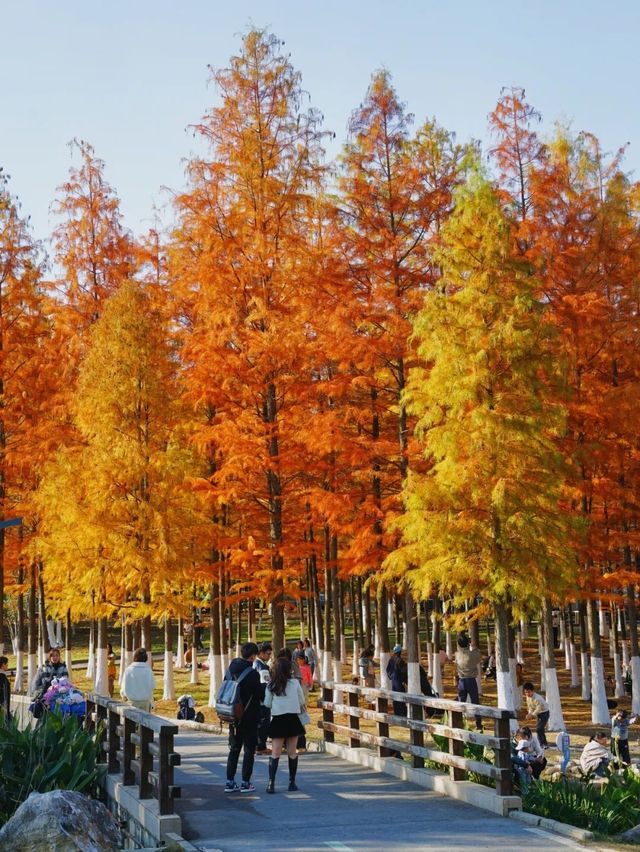 真紅了!合肥四季花海紅杉林這時美成油畫!。 真紅了!合肥四季花海紅杉林這時美成油畫!。