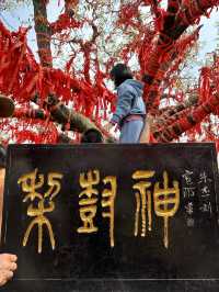 【砀山梨樹王風景區，春日賞花好去處！】。