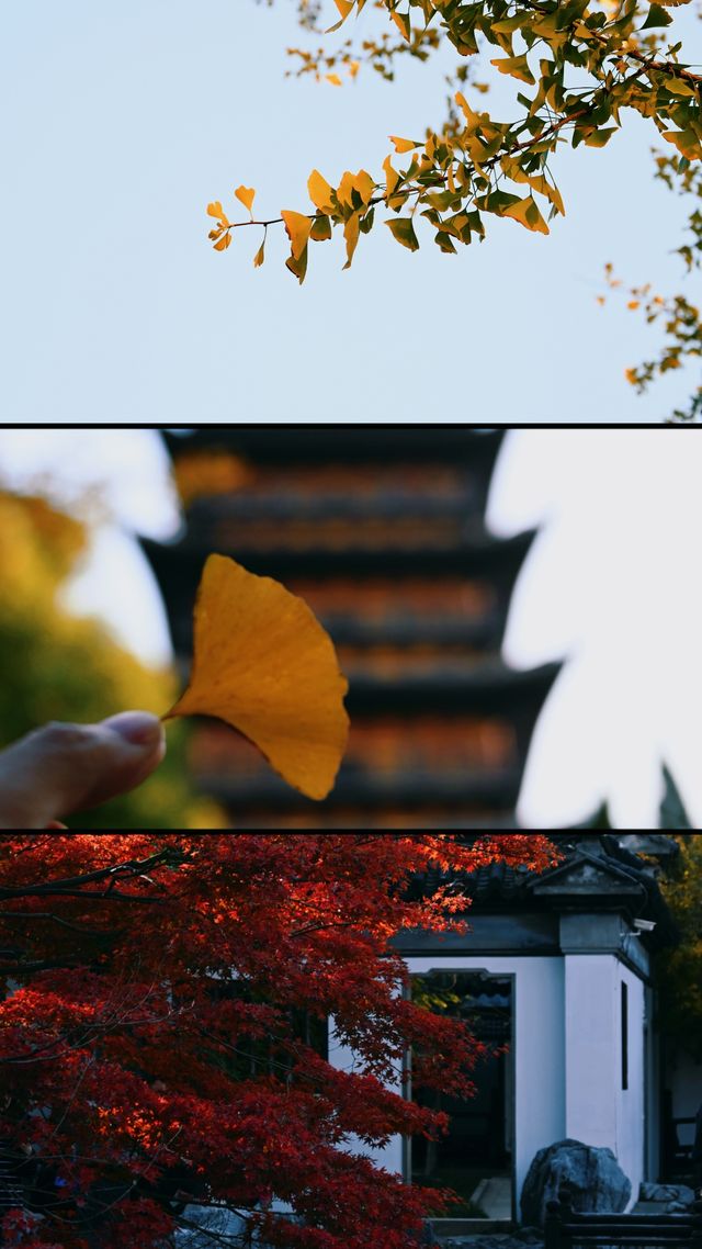 總要下趟江南吧 | 常熟秋日漫行 。