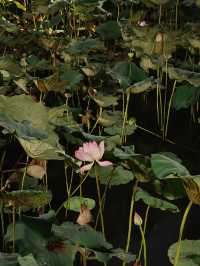 【綠意盎然】福州西湖公園：千年古韻中的碧波翠影