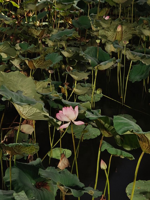 【綠意盎然】福州西湖公園：千年古韻中的碧波翠影