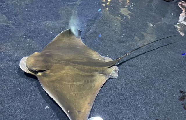 塔爾薩俄克拉荷馬水族館：探索海底世界的奧秘