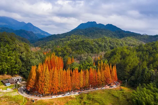 Ginkgo First Village