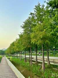深圳桂灣公園｜人少巨舒服，宮崎駿漫畫公園花又開了！