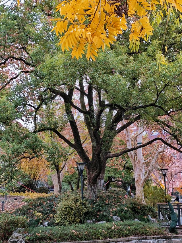 秋日限定美景：閘北公園楓葉紅了！