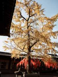 臨海冬日影像 季節限定銀杏&紅葉。
