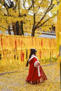 上海市區的真如寺銀杏葉落滿地啦