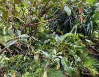 亞特蘭大植物園：一場自然與奇幻的邂逅