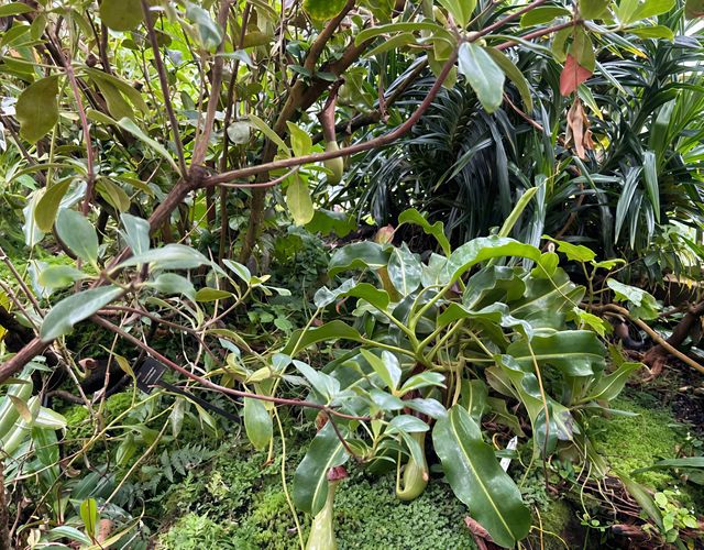 亞特蘭大植物園：一場自然與奇幻的邂逅