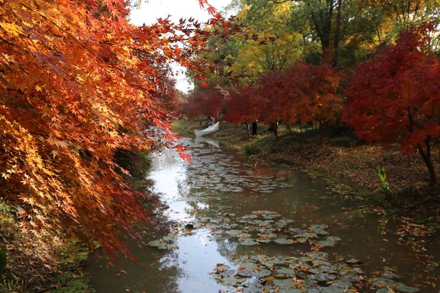 又是一年楓葉紅~~花開海上生態園
