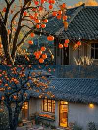 滿山都是紅柿子的600年古村，該他火了！