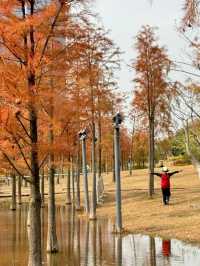 別去擠大夫山了…這裡一片落羽杉大面積紅了！