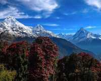 尼泊爾春天就是漫山的高山杜鵑加雪山。