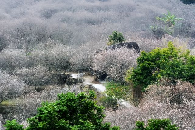 陸河世外梅園——我去過的最美梅園