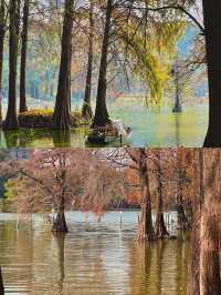 深圳洪湖公園|白鷺翩翩，水中落羽杉美哭