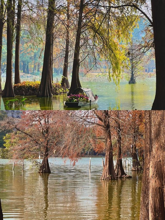深圳洪湖公園|白鷺翩翩，水中落羽杉美哭
