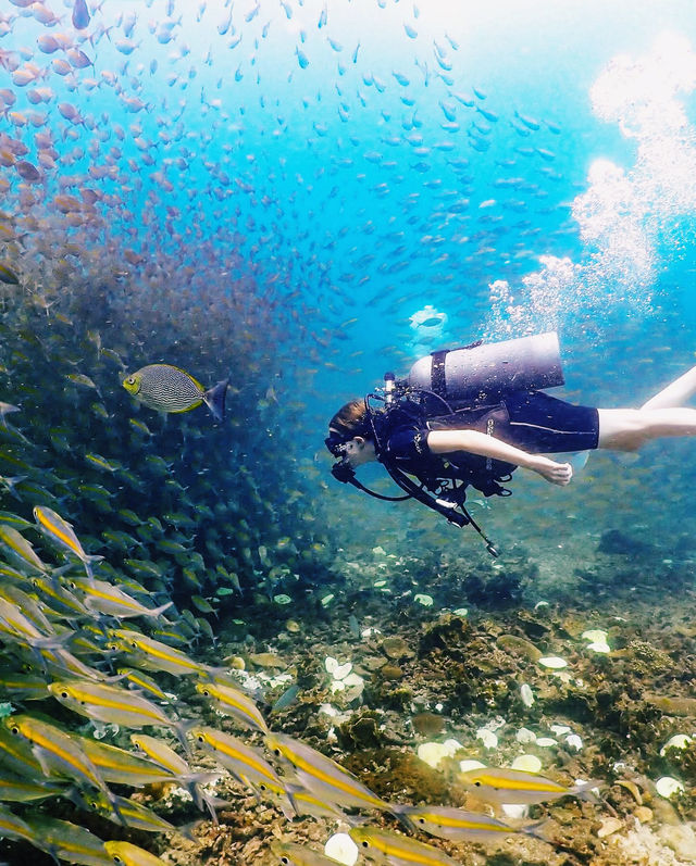 體驗蘇梅島潛水｜邂逅夢幻海底世界