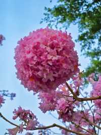後海中心河公園｜紫花風鈴木盛開的冬天