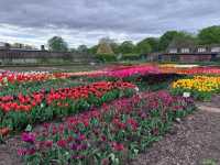 Complete Guide to the Hampton Court Palace Tulip Festival