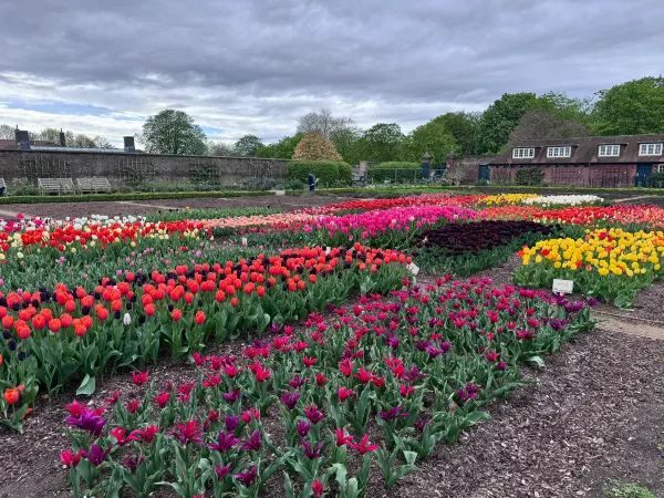 Complete Guide to the Hampton Court Palace Tulip Festival