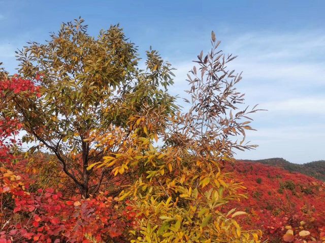 韓城香山紅葉|出彩的山景