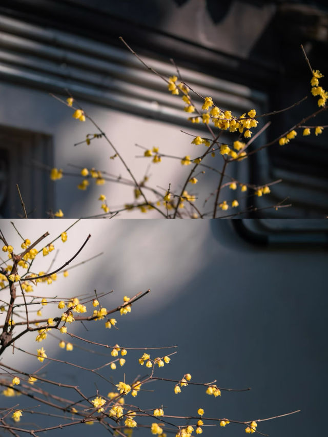 南京瞻園|中式旅行
