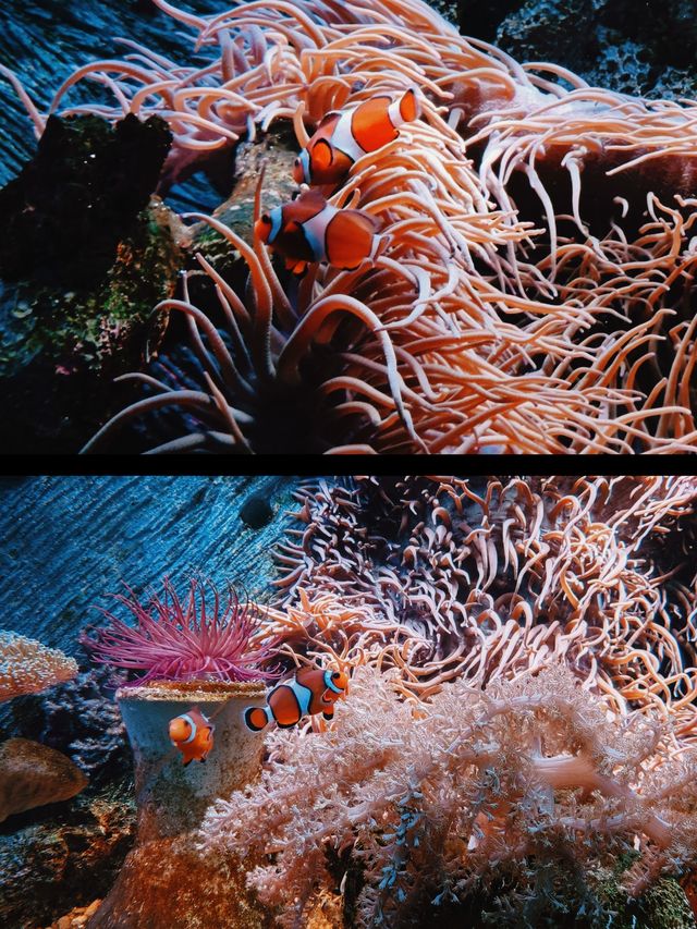長風海洋世界|親子打卡的夢幻海洋聖地 長風海洋世界|親子打卡的夢幻海洋聖地