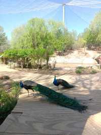 安徽大青山野生動物園 | 開啟超治癒的動物奇遇記