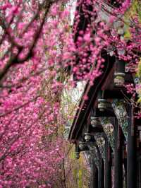 報～ 望江樓公園的梅花已到最佳觀賞期！