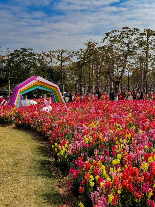 #珠海市花海長廊的絢麗風景