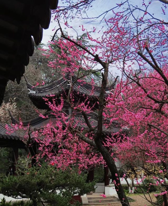 2月17日實拍南京雨花台梅崗梅花已上線今年