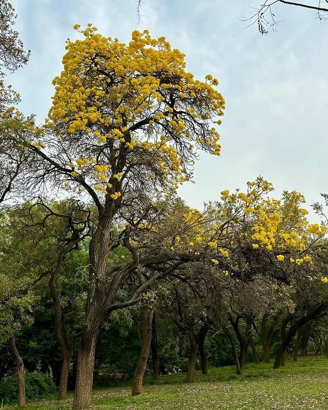 拉克什米維哈爾公園：印度賴布爾的自然綠洲