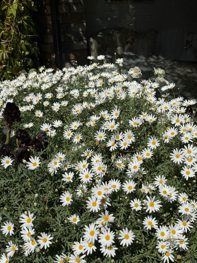 麗江束河 我來到了一個花園～
