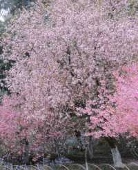 比起櫻花，南京這個免費公園才是春日天花板