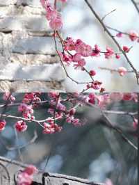 寧波賞梅一日遊‖打卡避坑攻略
