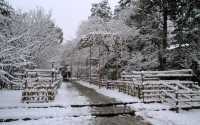【京都· 龍安寺雪景·2025】