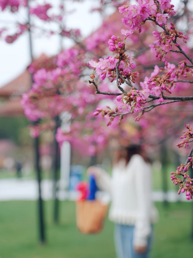 什麼神仙公園比櫻花還浪漫，超好拍