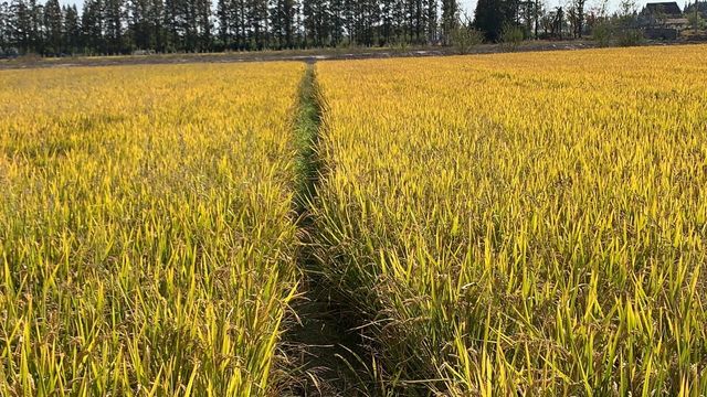 上海嘉北郊野公園嘅秋季遊記：金色稻田與田園風光