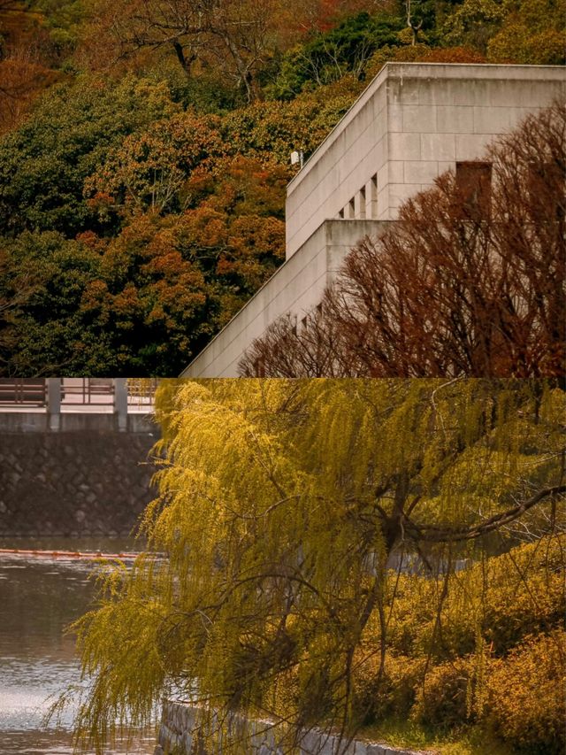 日本松山：溫泉與城堡的魅力之旅 