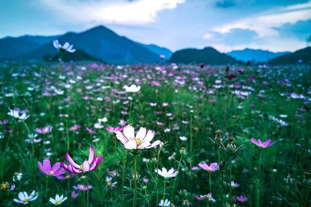 杭州賞花，何止春天