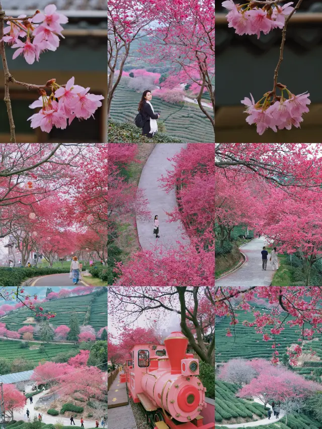 Spring Flower Viewing | A Hidden "Alishan" in Fujian Is a Cherry Blossom Paradise