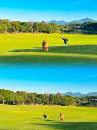 廣東超棒的遛狗露營草地